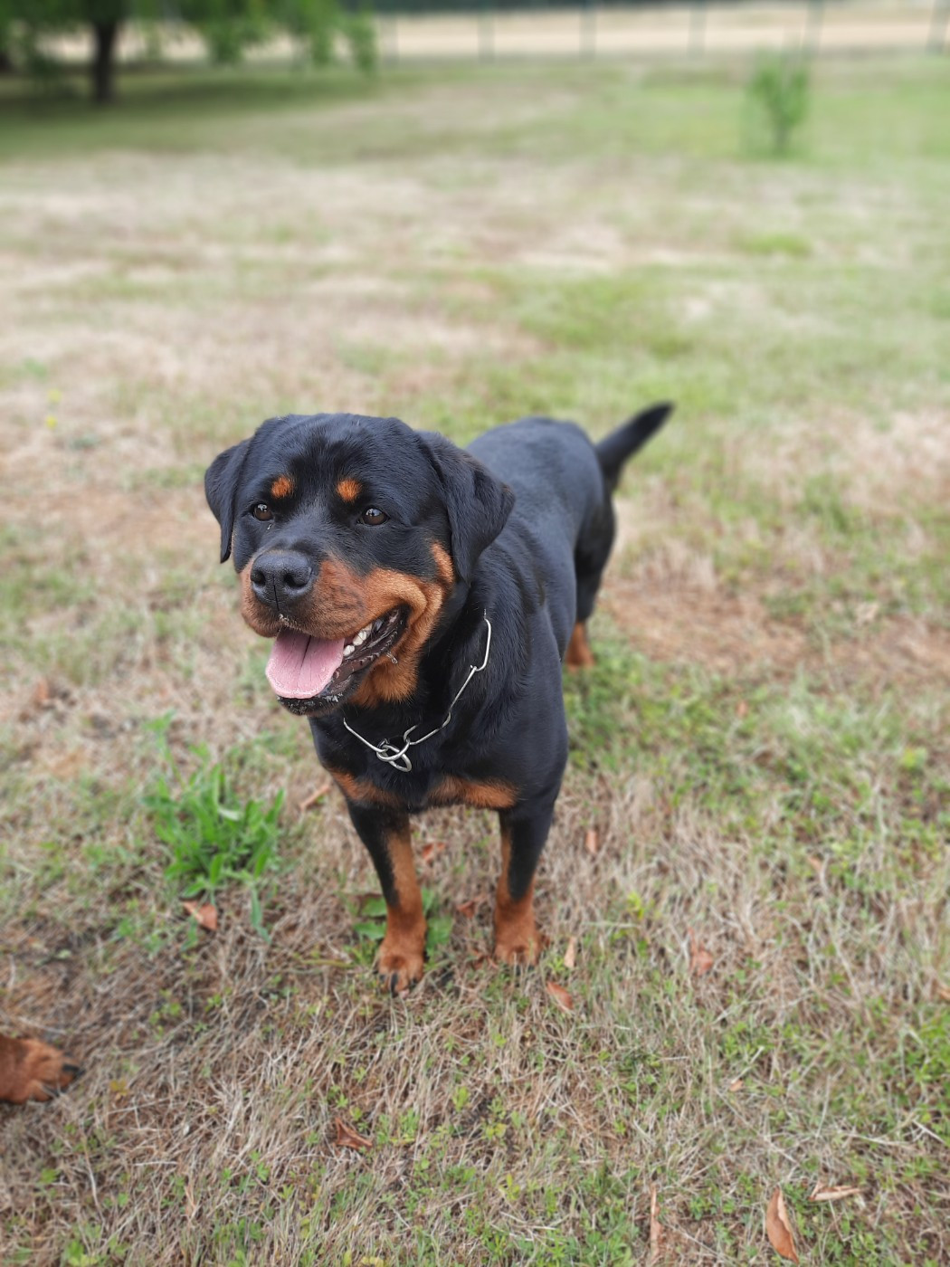 Uzy Von Der Vangfuller