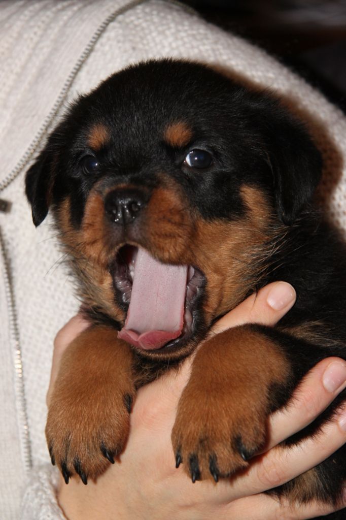 Chiot Rottweiler Vom lowenherzritter